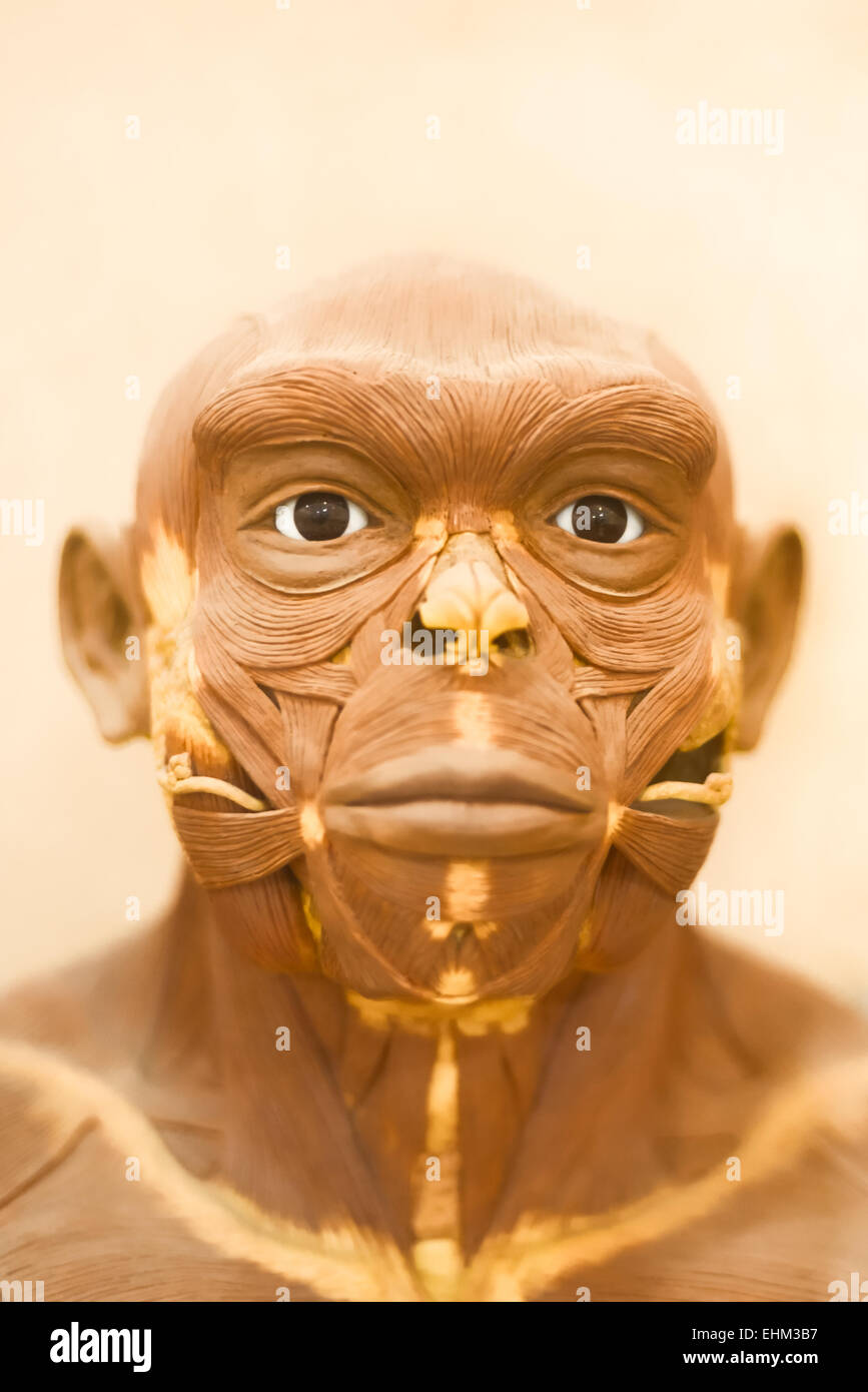 Bandung, Indonesien. März 2015, 15th. Details der lebensgroßen Rekonstruktion des Homo erectus von Yoichi Yazawa im Geologischen Museum, Bandung, Indonesien. Die Rekonstruktion basiert auf einem Fossilisierskelett namens PVII und wurde für die Wiederbelebung der Pithecanttropus-Ausstellung in Tokio, Japan, im Jahr 1996 unter der Aufsicht von Dr. Fachroel Aziz (Geology Museum, Bandung) und Dr. Hisao Baba (National Science Museum, Tokyo) durchgeführt. Stockfoto