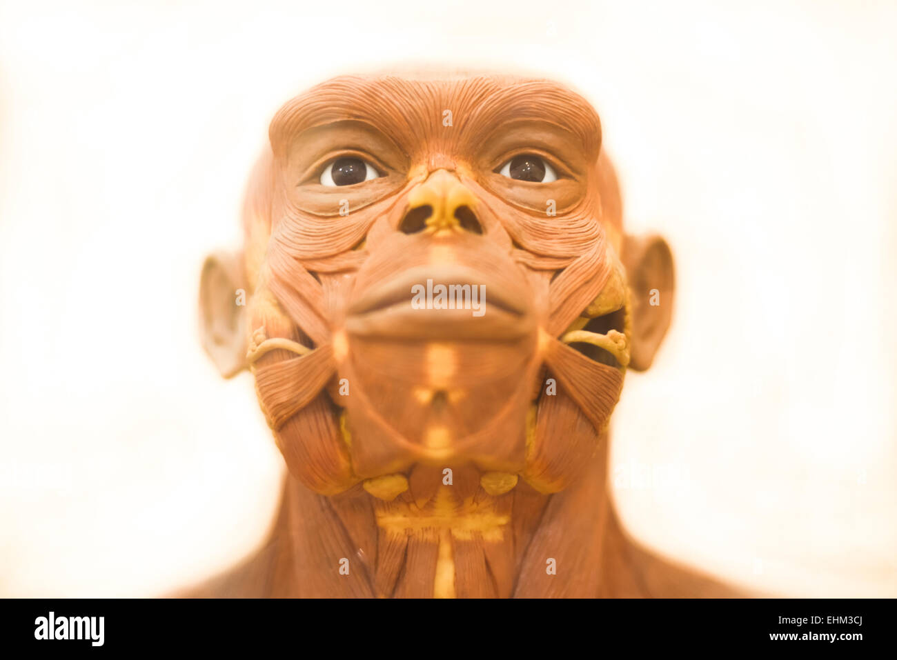 Bandung, Indonesien. März 2015, 15th. Details der lebensgroßen Rekonstruktion des Homo erectus von Yoichi Yazawa im Geologischen Museum, Bandung, Indonesien. Die Rekonstruktion basiert auf einem Fossilisierskelett namens PVII und wurde für die Wiederbelebung der Pithecanttropus-Ausstellung in Tokio, Japan, im Jahr 1996 unter der Aufsicht von Dr. Fachroel Aziz (Geology Museum, Bandung) und Dr. Hisao Baba (National Science Museum, Tokyo) durchgeführt. Stockfoto