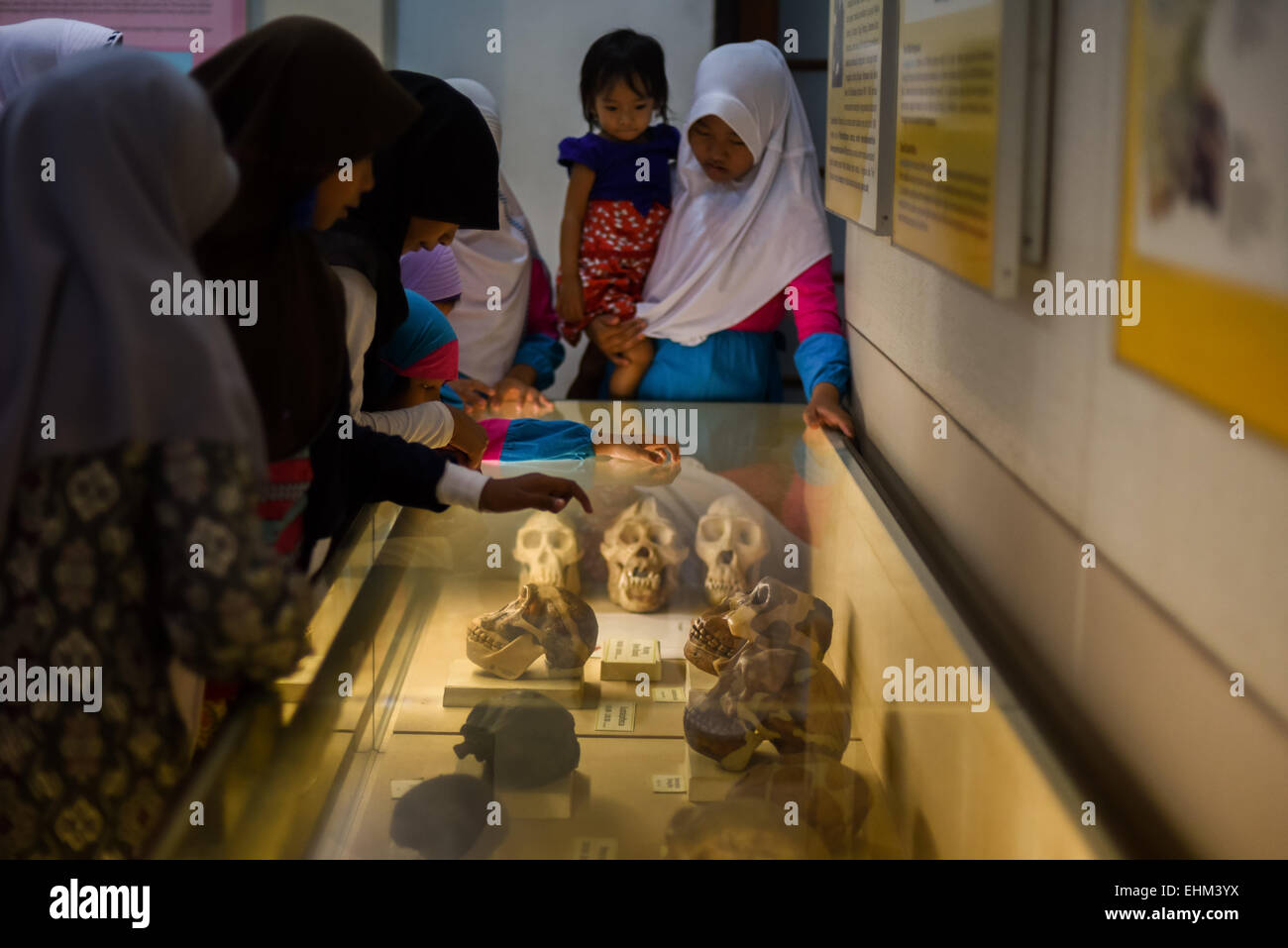 Besucher, die im Geologiemuseum in Bandung, West-Java, Indonesien, hominide Schädel untersuchen. Stockfoto
