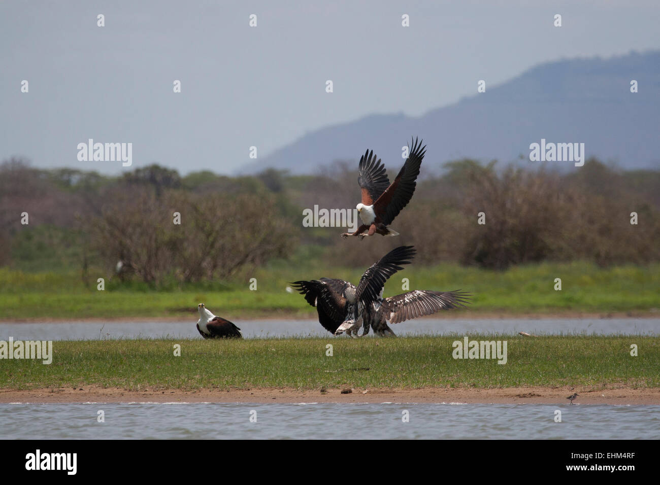 Afrikanische Fischadler kämpfen, Erwachsenen, die von oben kommen, um zwei Jungvögel mit einem anderen Erwachsenen beobachten angreifen. Stockfoto