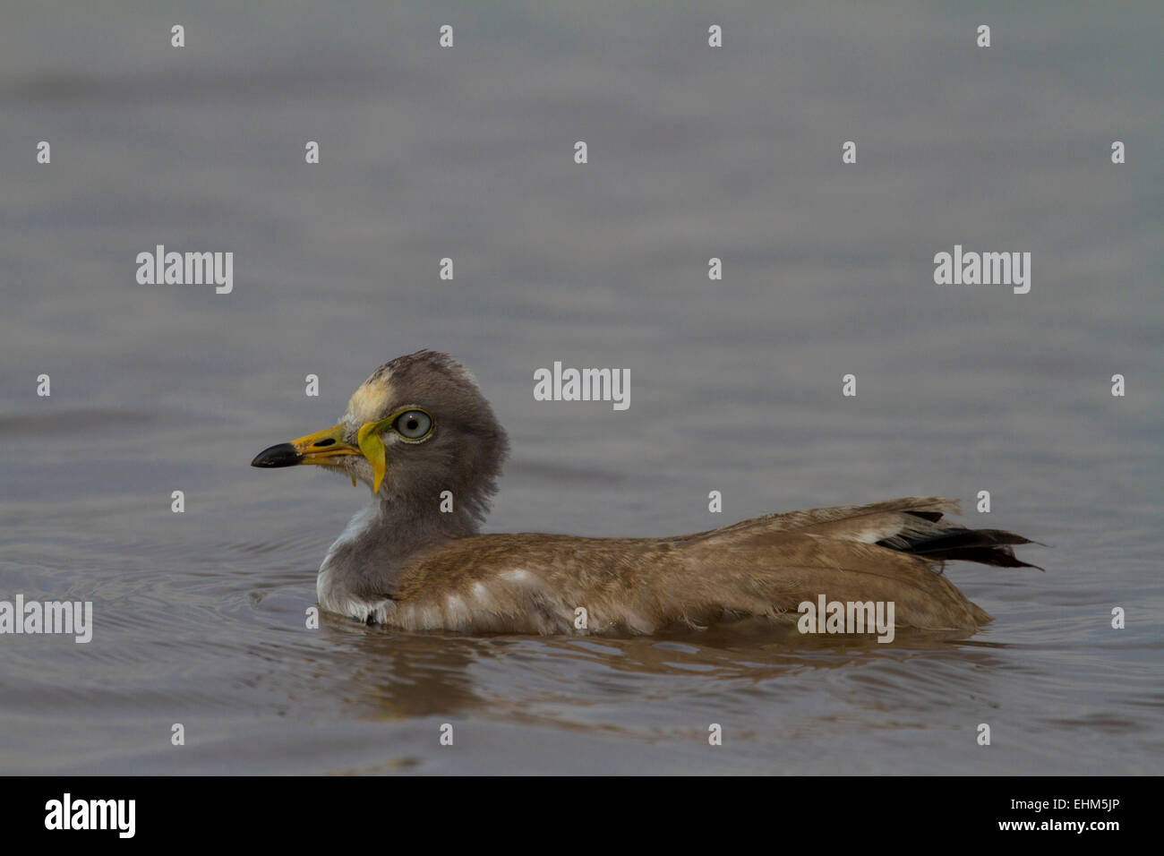 Die White-crowned Kiebitz (Vanellus Albiceps) unreif schwimmend auf einem Fluss. Stockfoto