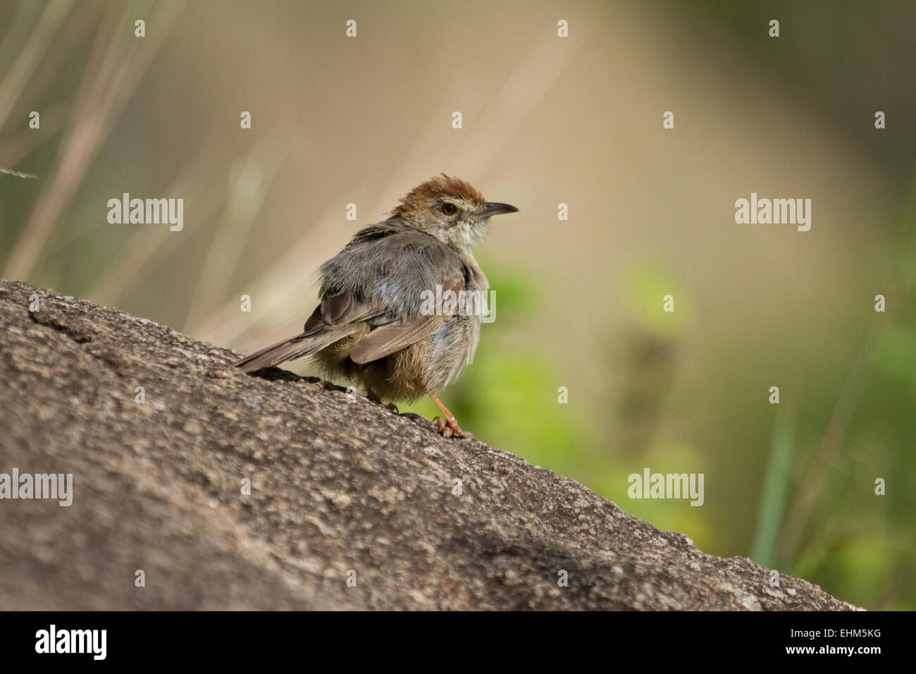 Faul Cistensänger (Cistensänger Aberrans) Stockfoto