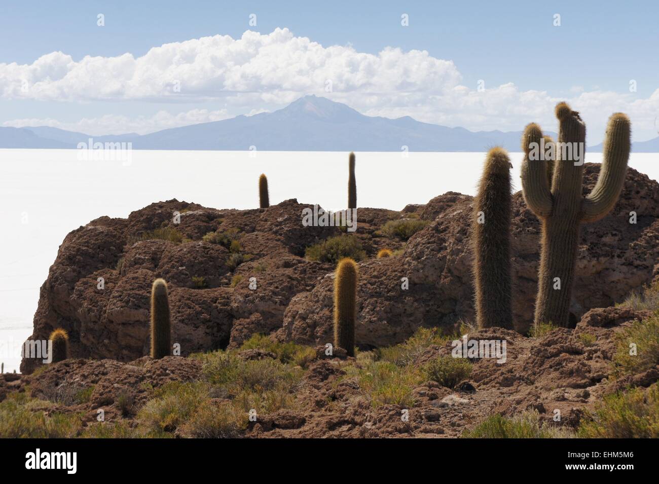 Kaktus Insel Incahuasi in Uyuni Salt Flats Stockfoto