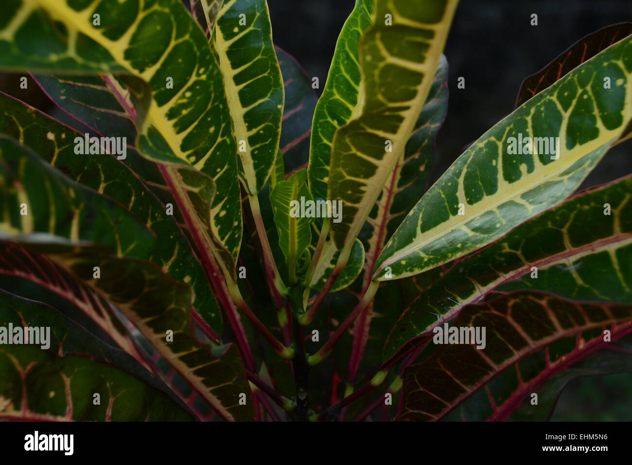 Farbe Pflanzen / Garten Pflanzen Stockfoto