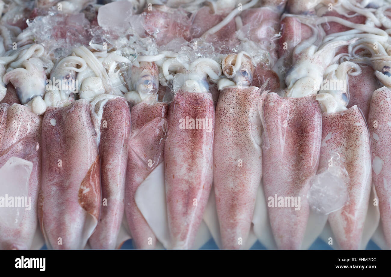 Rohe Frische Tintenfische Stockfoto