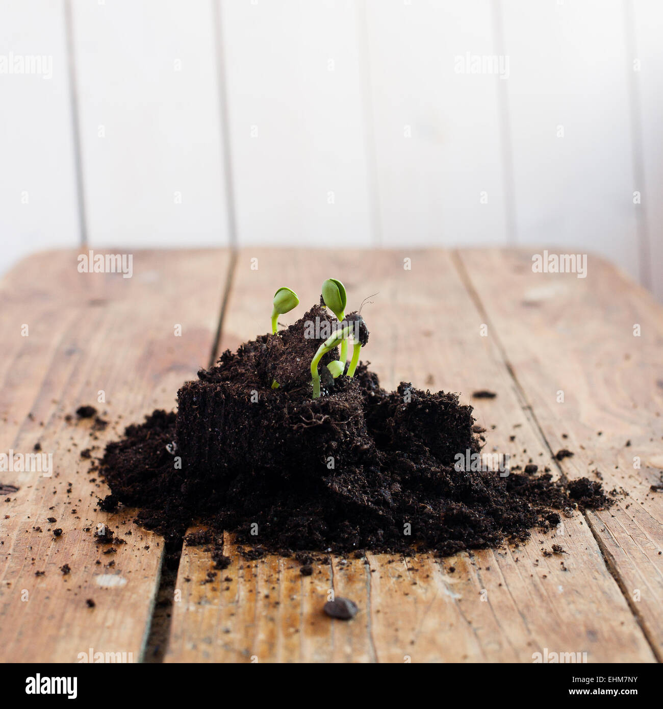 Samen wachsen in Schmutz Stockfoto
