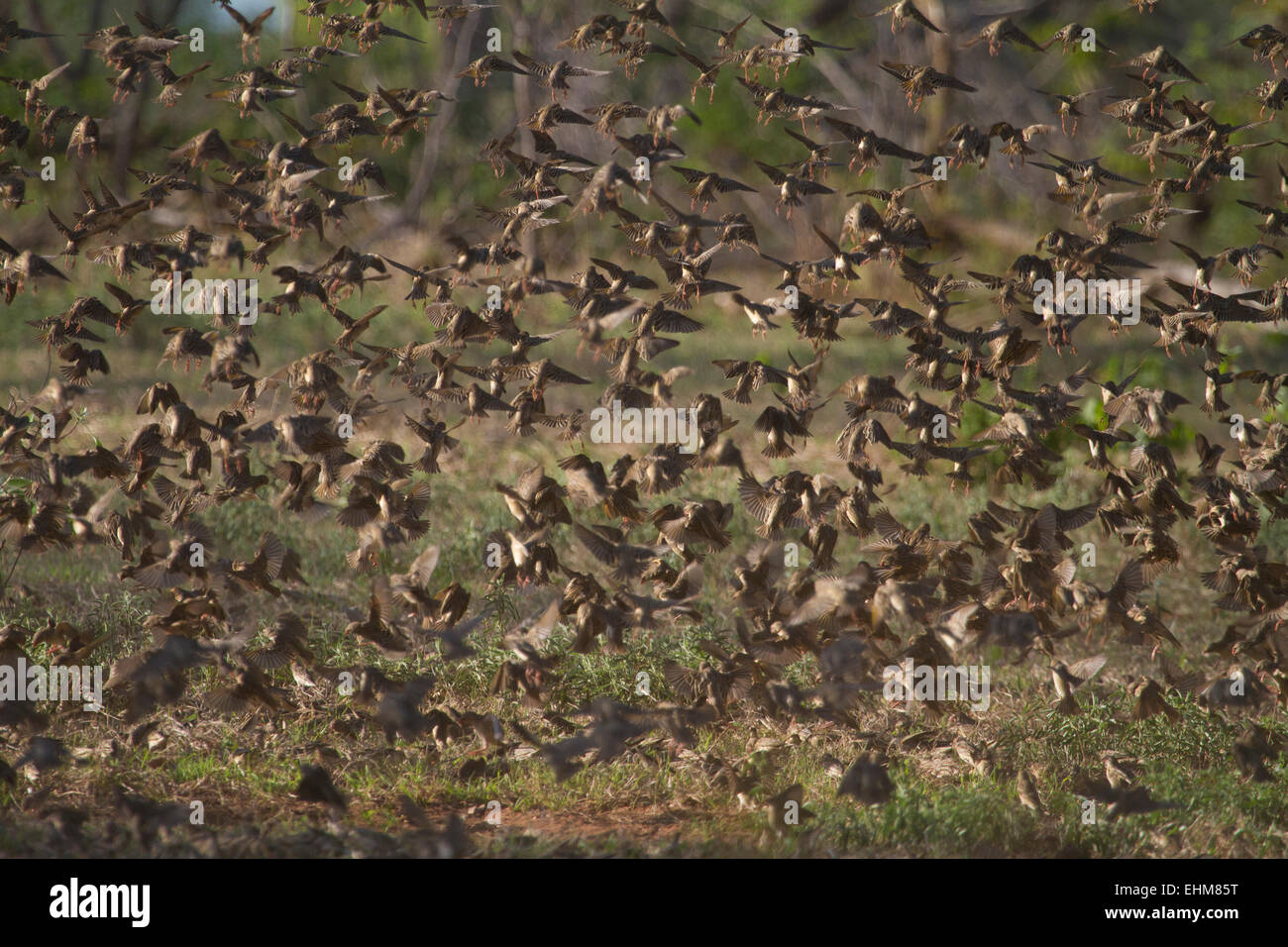 Rot-billed Webervögeln (Webervögeln Webervögeln) Beflockung in Masse. Stockfoto
