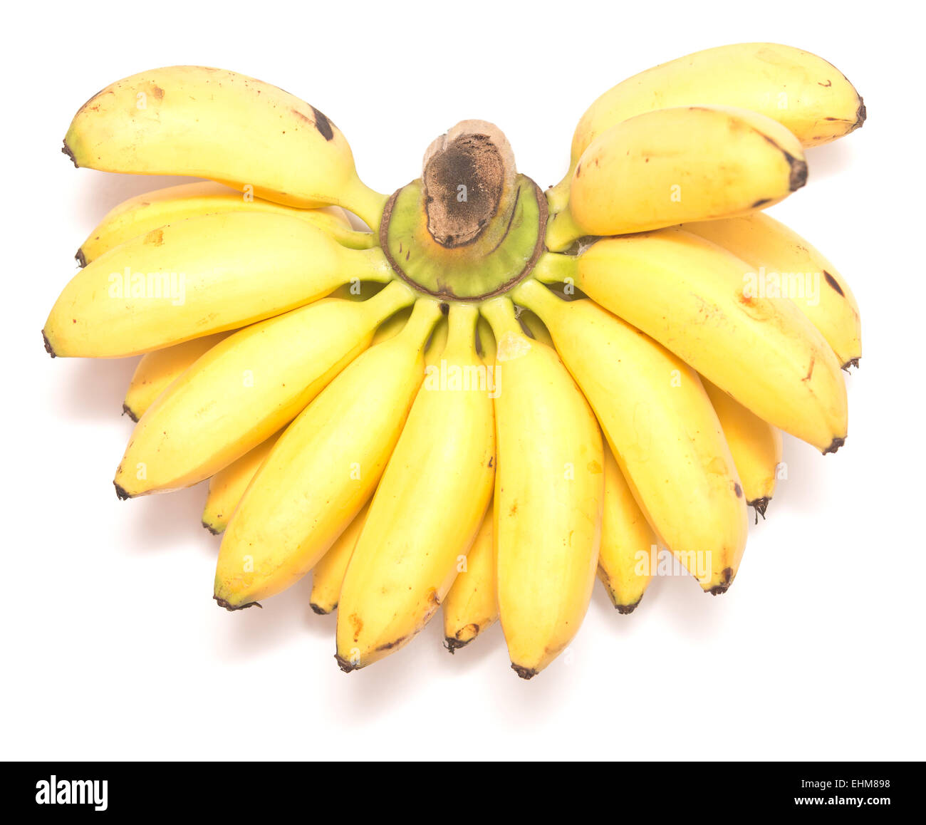 Rosenstrauss Babybanane isoliert auf weißem Hintergrund Stockfoto