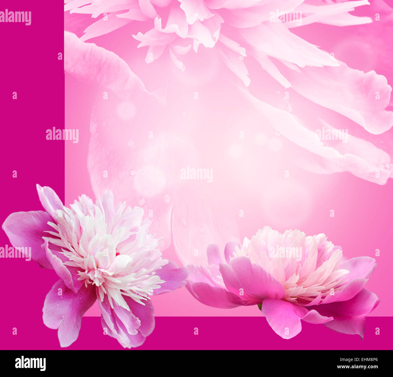 Schöne rosa Pfingstrose in einem Garten. Flache Dept Feld für weiche, künstlerische aussehen. Stockfoto