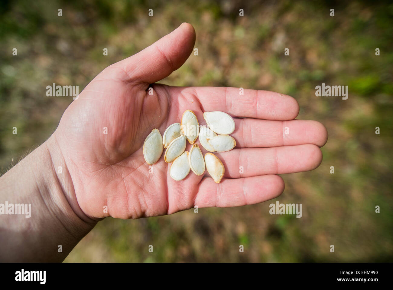 Nahaufnahme von Hand mit Samen Stockfoto