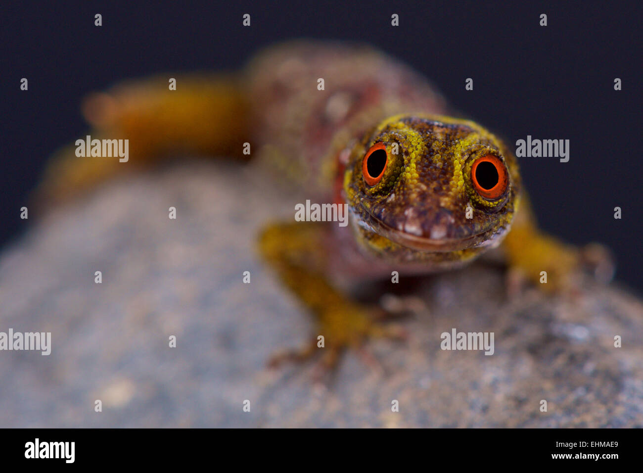 Grenadinen krallenbewehrten Gecko (Gonatodes Daudini) Stockfoto