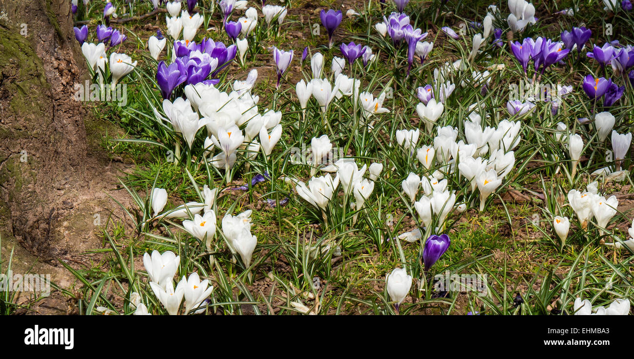Krokusse in voller Blüte, Frühling, Devon, England, Großbritannien Stockfoto
