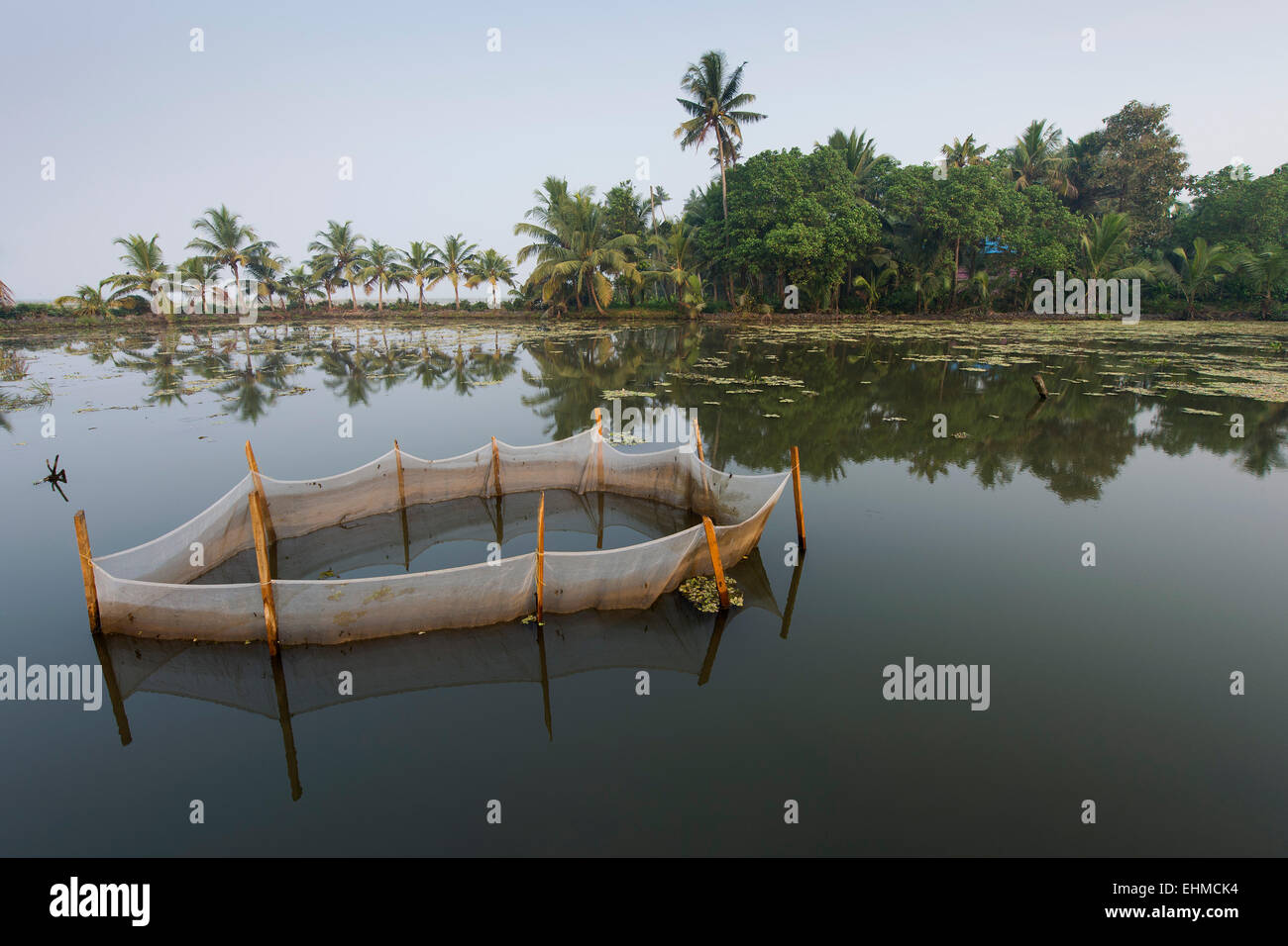 Garnelenzucht in einem Netz, Felder Pokkali Reis, Backwaters, Ernakulam Bezirk, Kerala, Indien Stockfoto