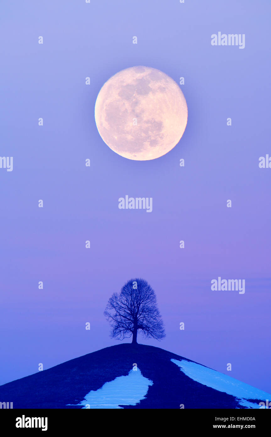 Linde Tilia Auf Einem Moranenhugel Bei Vollmond Kanton Zurich