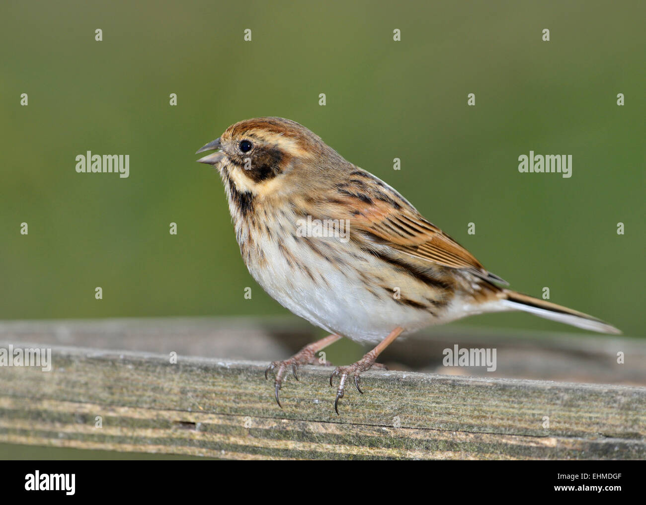 Reed Bunting - Emberiza Schoeniclus weiblich am Futtertisch Stockfoto