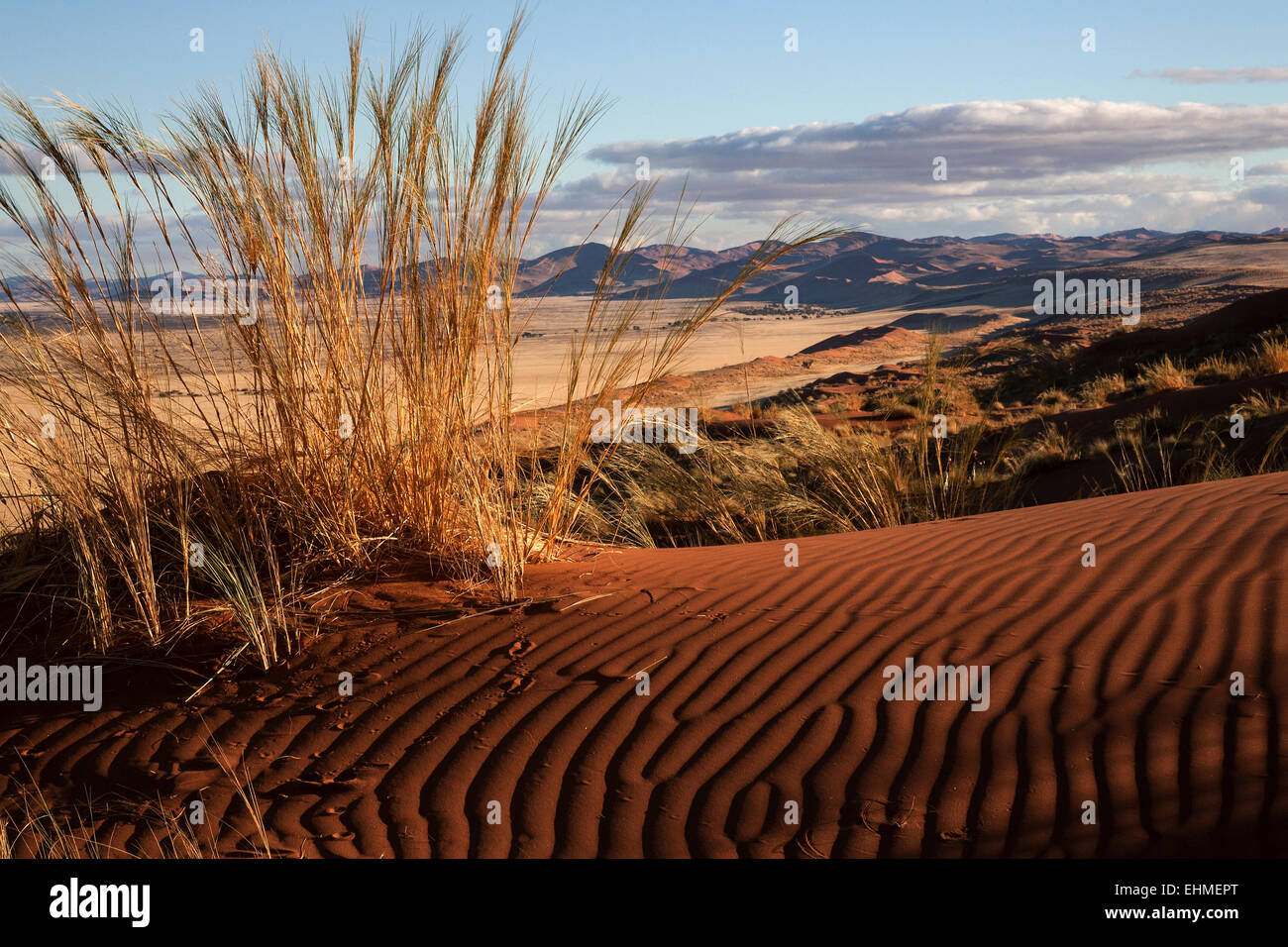 Elim Düne, Blick auf Grassteppe in Sesriem Camp, Namib-Wüste Namib Naukluft Park, Namibia Stockfoto