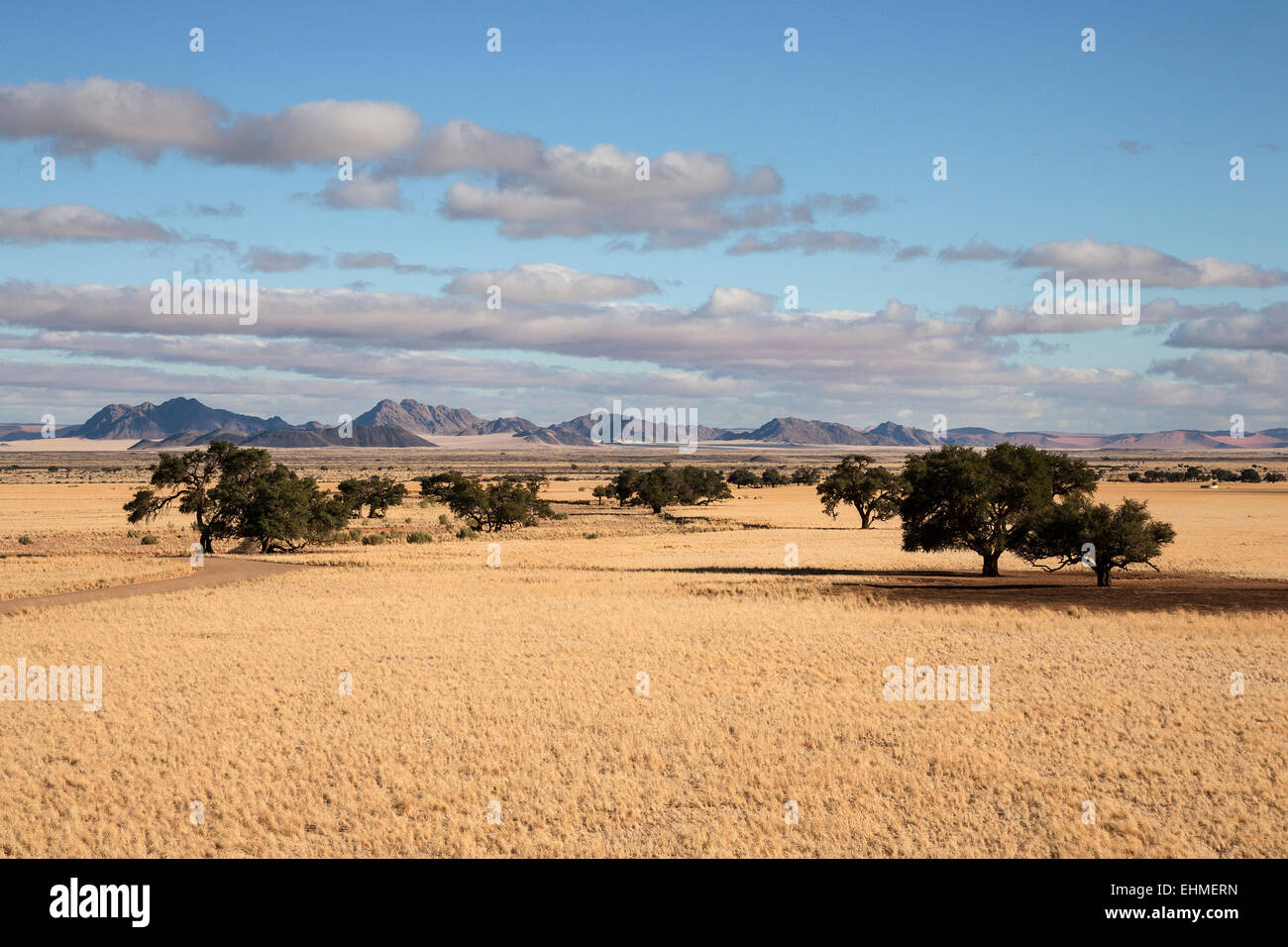 Blick von Elim Düne auf Grassteppe und Kameldornbäume (Vachellia Erioloba) bei Sesriem Camp, Namib-Wüste Stockfoto