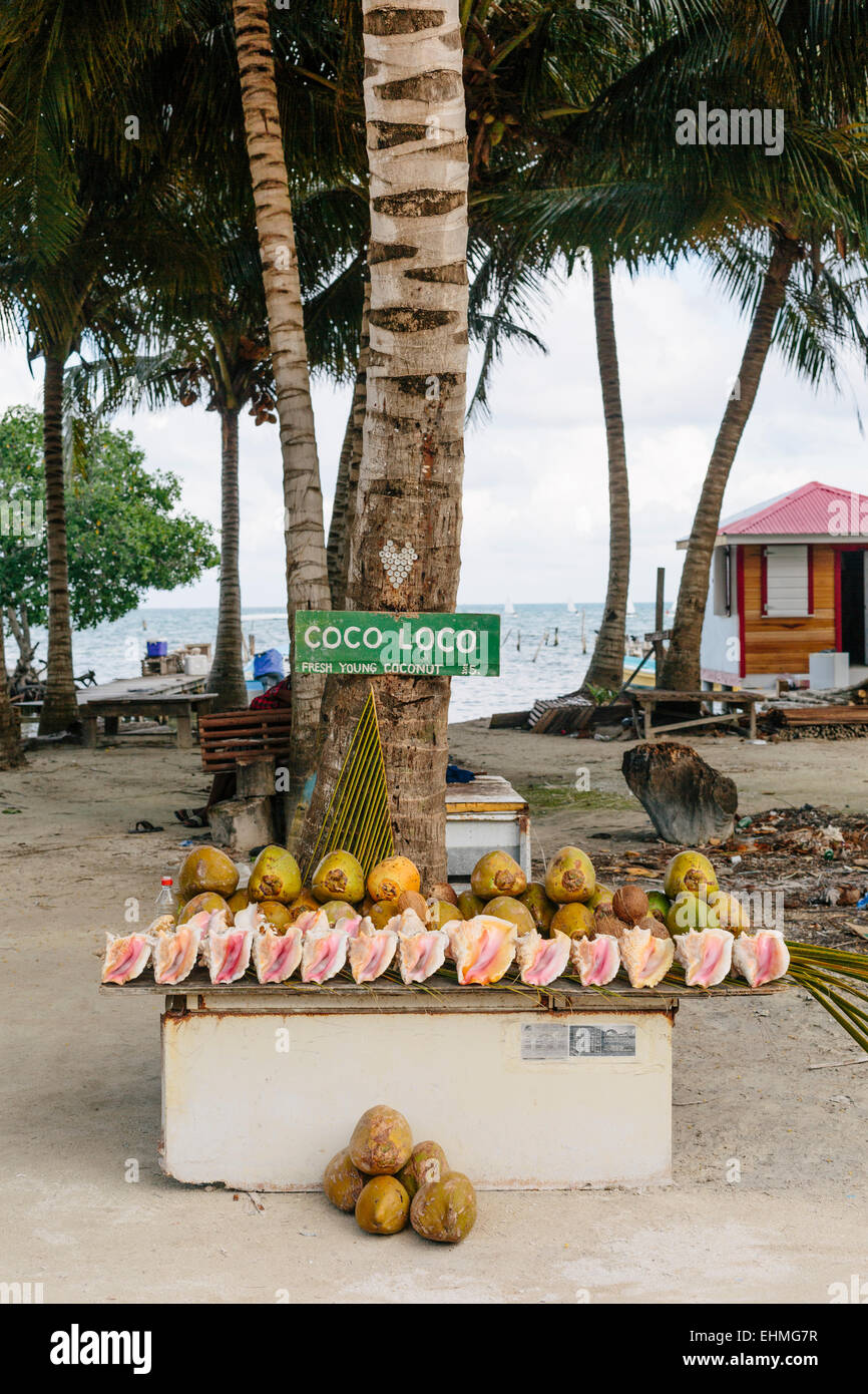 Coco Loco, Kokosnuss und Conch Shell Marktstand Stockfoto