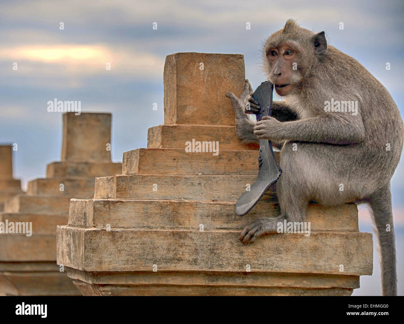 Frecher Affe in Uluwatu Tempel, Bali, Indonesien Stockfoto