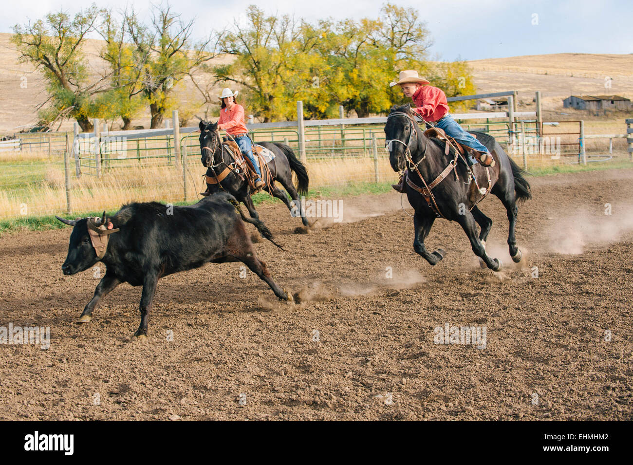 Kaukasische junge Rinder beim Rodeo zu jagen Stockfoto