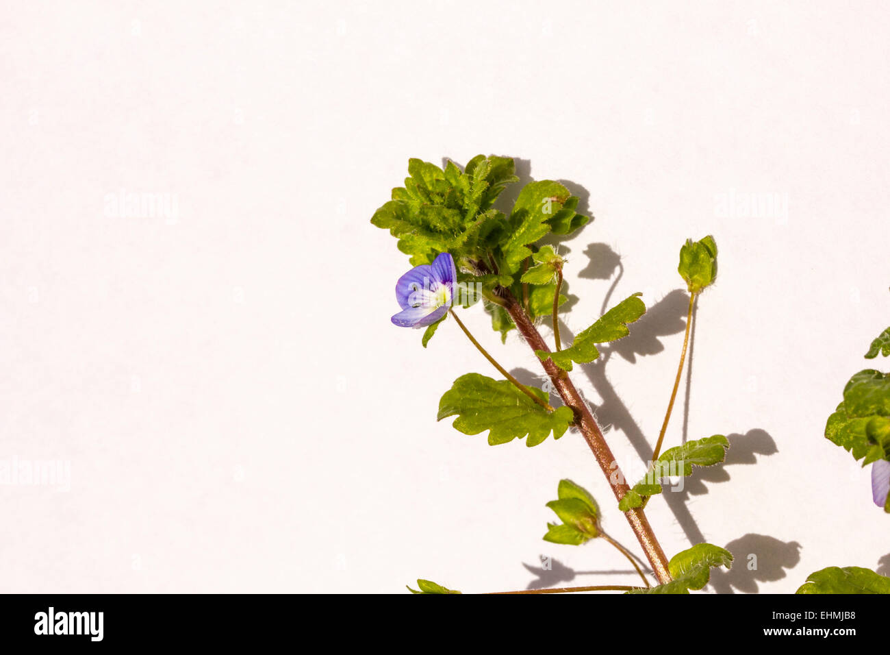 Garten Frühlingsblumen Stockfoto