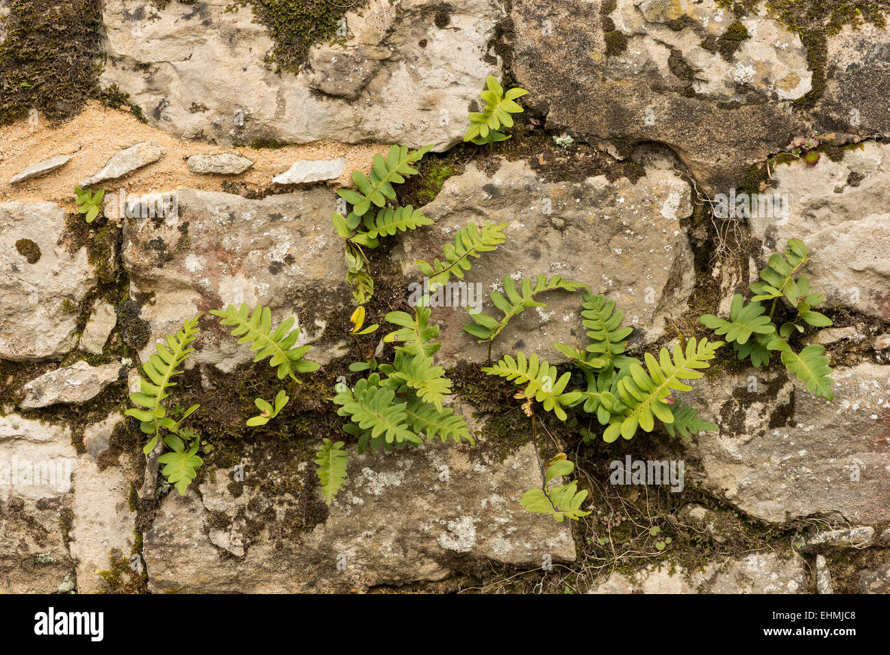 Rustyback Farne ab um sich auszubreiten, wächst in einer Trockensteinmauer kentish Rag und Kalkstein Stockfoto
