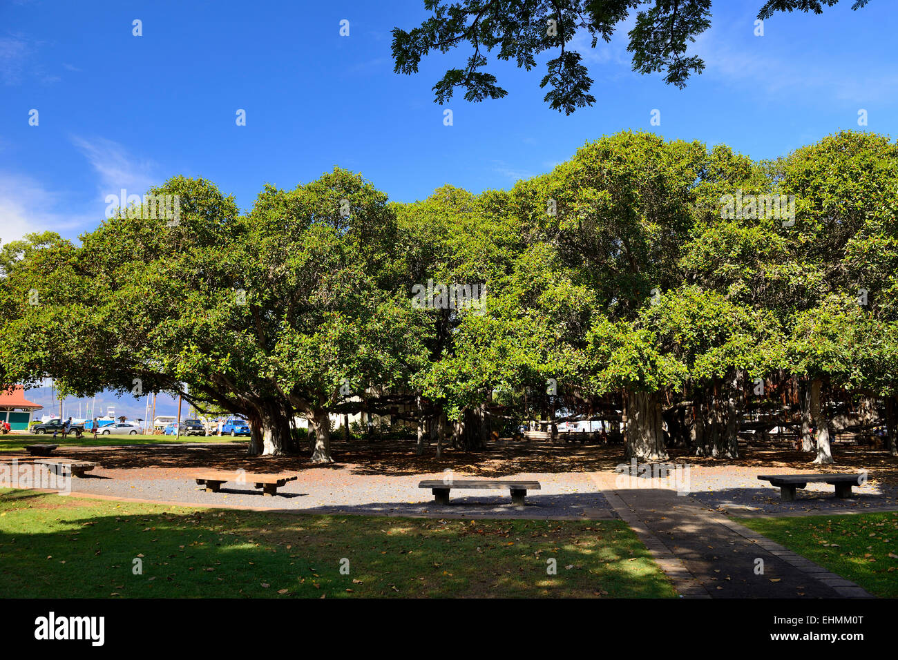 Banyan-Baum auf Front Street, Lahaina, Maui, Hawaii, USA Stockfoto