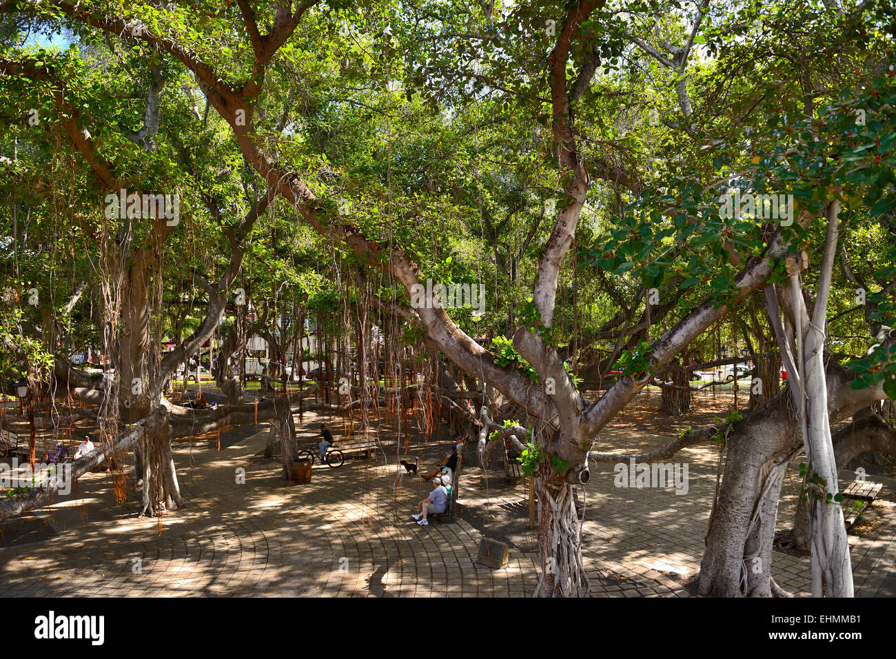 Banyan-Baum auf Front Street, Lahaina, Maui, Hawaii, USA Stockfoto