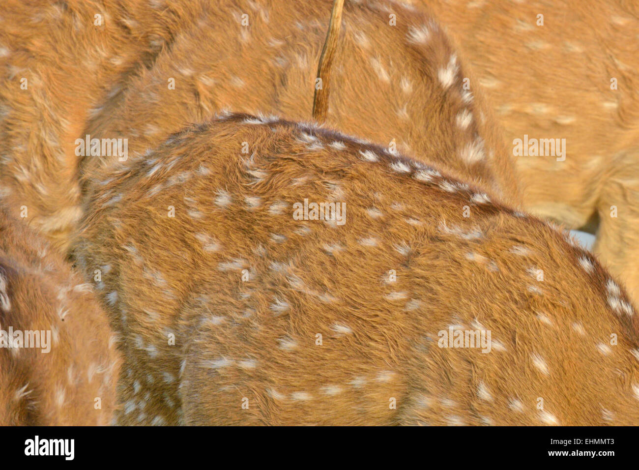 Nahaufnahme von Pelz von Spotted oder Axishirsch (Axis Axis) in Ranthambhore National park Stockfoto
