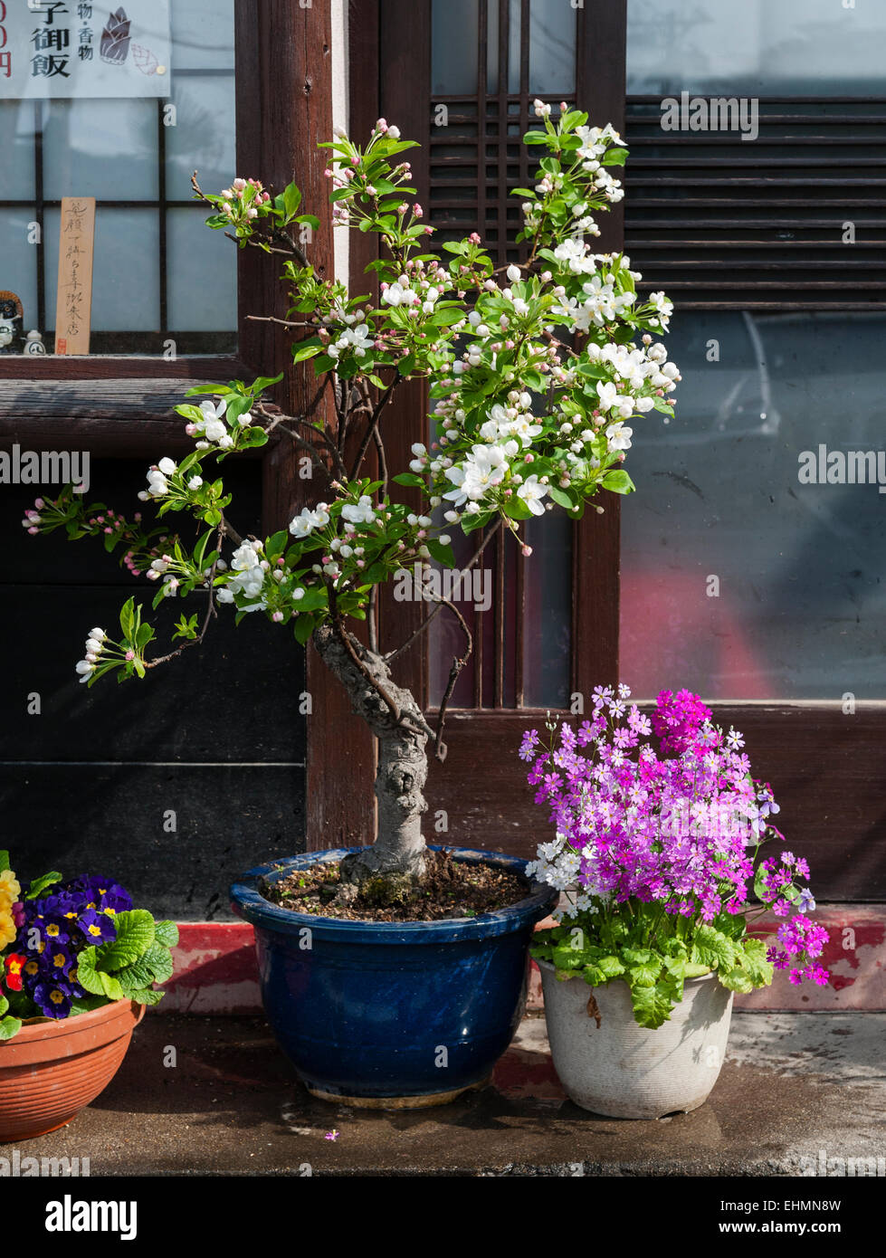 Bonsai cherry -Fotos und -Bildmaterial in hoher Auflsung  Alamy