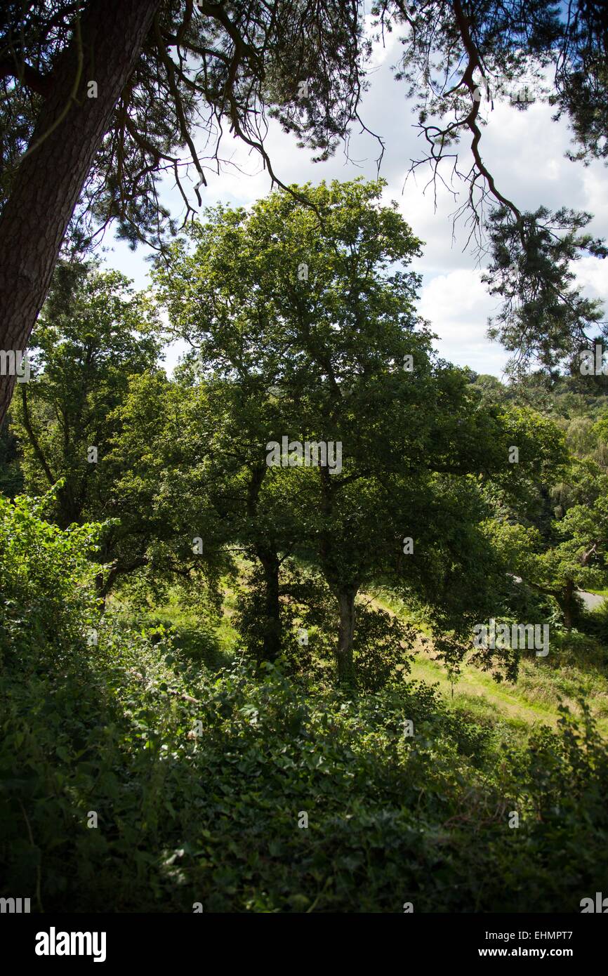 Wandern in South Staffordshire Kinver Edge Stockfoto