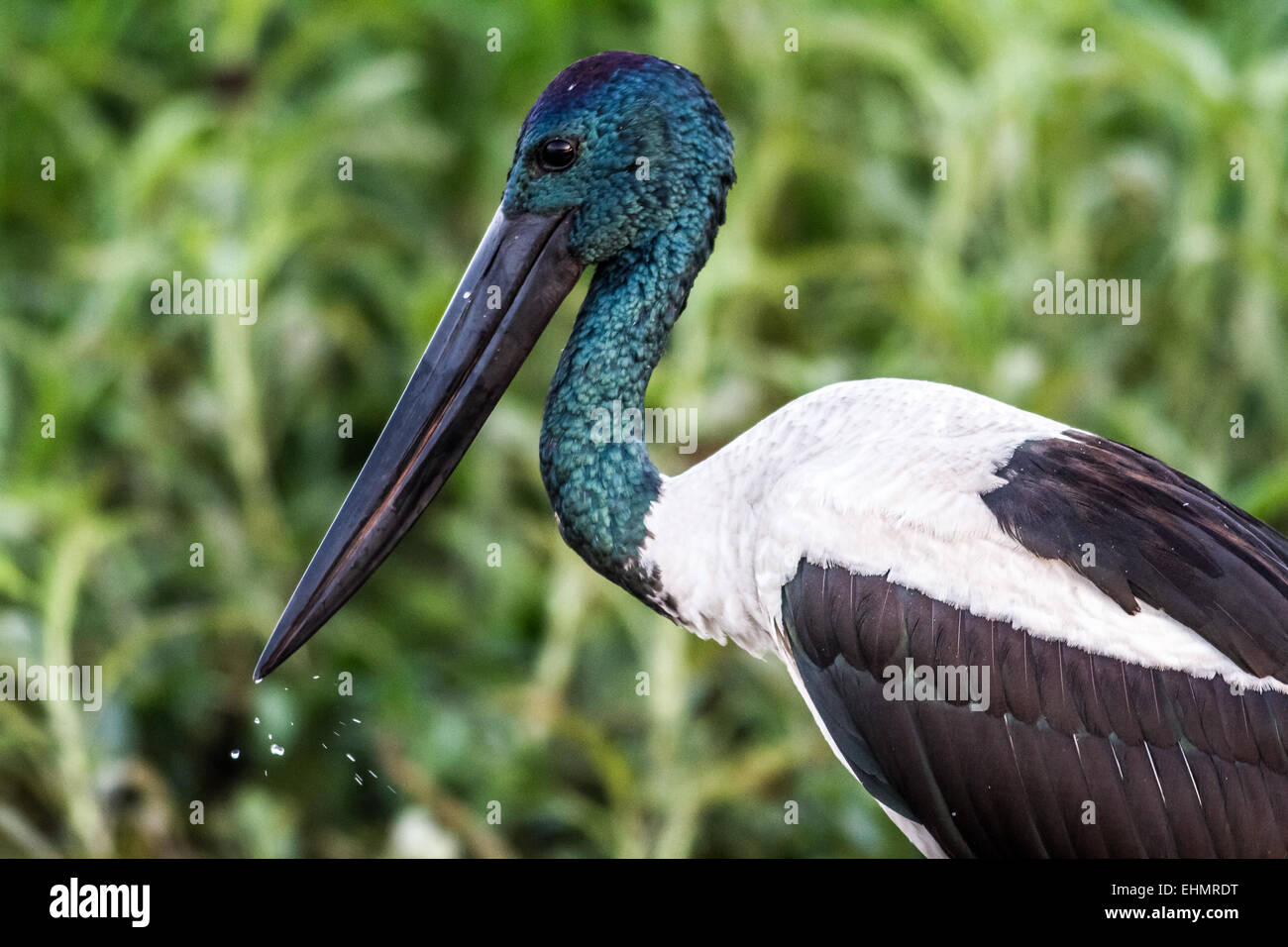 Schwarz-necked Storch Stockfoto