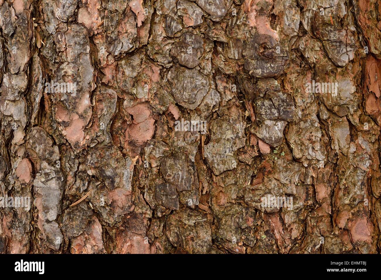 Nahaufnahme von einer Baumrinde Stockfoto