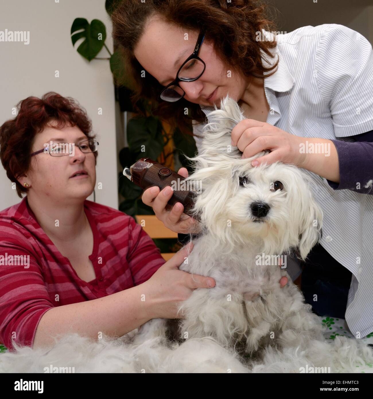 Hunde Friseur schneidet Fell Stockfoto