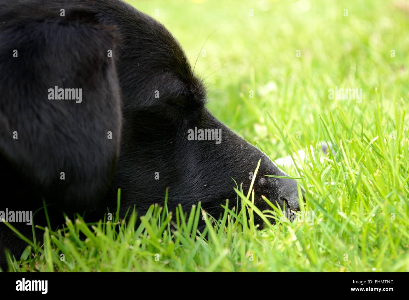 Nahaufnahme der Hundekopf Stockfoto