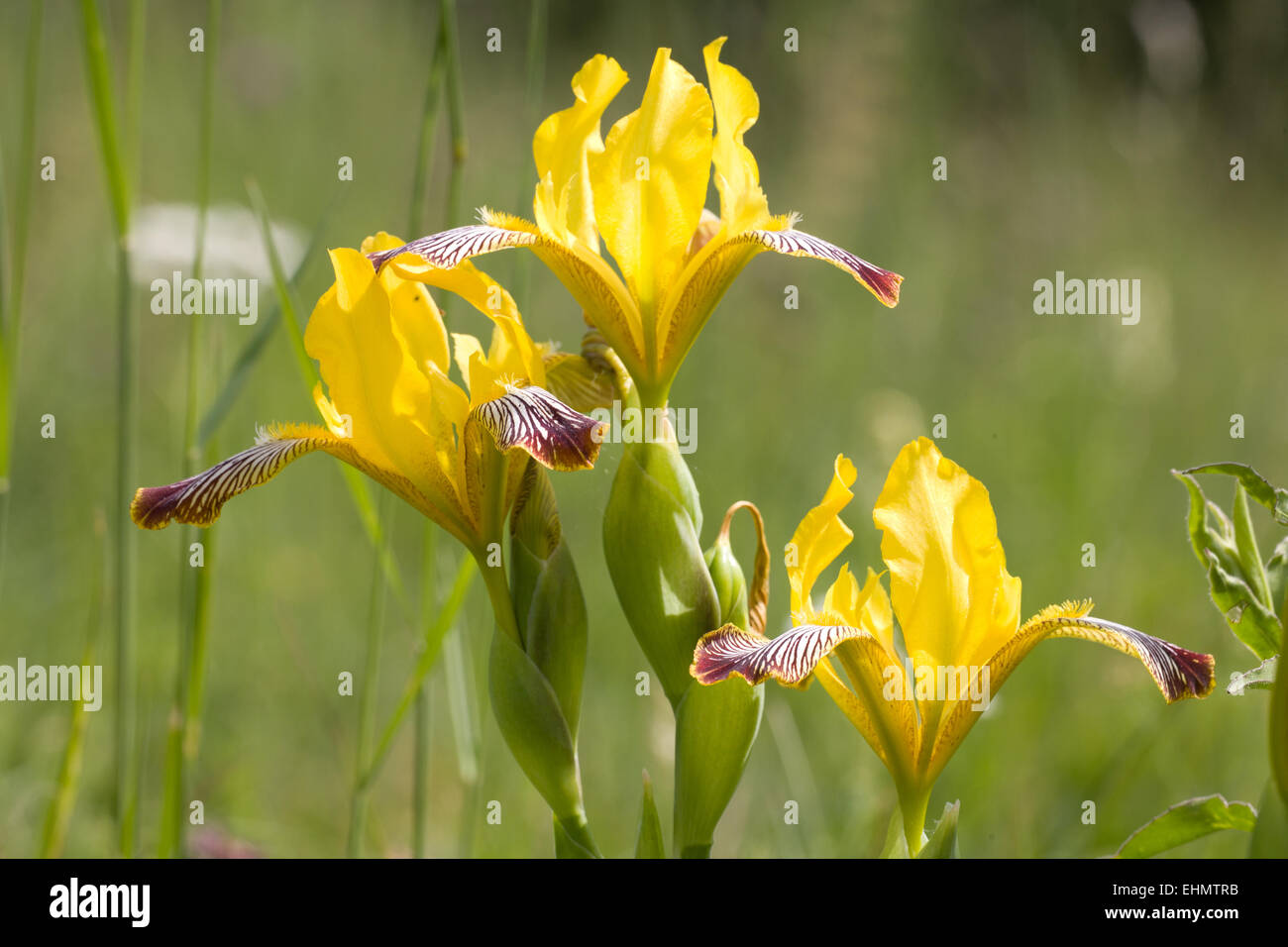 Iris Variegata in ihrem natürlichen Lebensraum Stockfoto