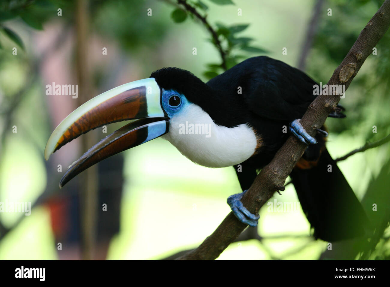Tukane von venezuela -Fotos und -Bildmaterial in hoher Auflösung – Alamy