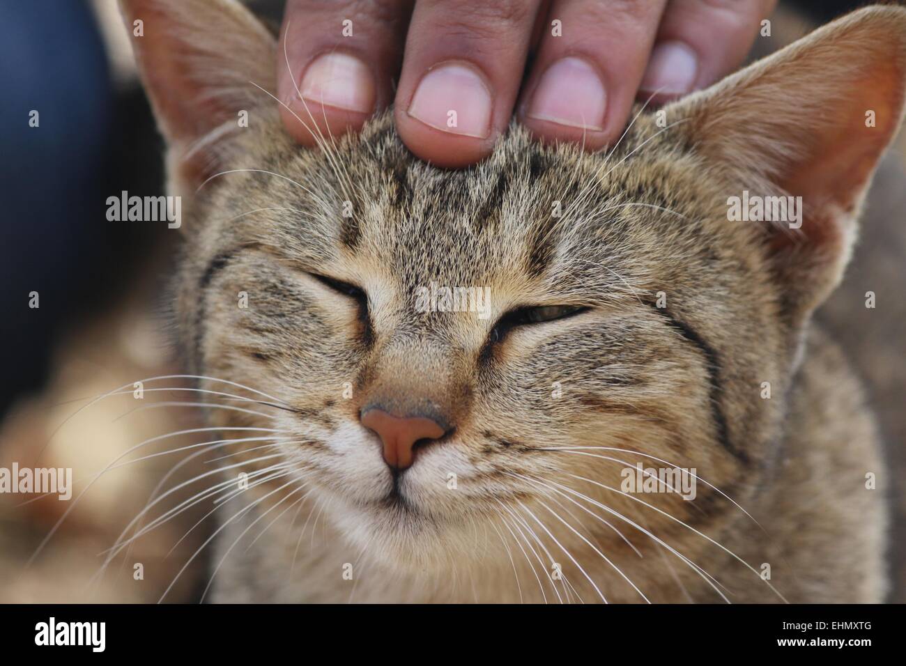 Kätzchen zeigen Vertrauen und Entspannung unter den Menschen Stockfoto