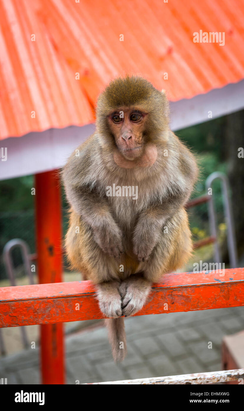 Ein Baby Rhesus-Makaken-Affen thront auf einem Geländer an der Jakhu-Tempel in der Nähe von Shimla, Himachal Pradesh, Indien Stockfoto