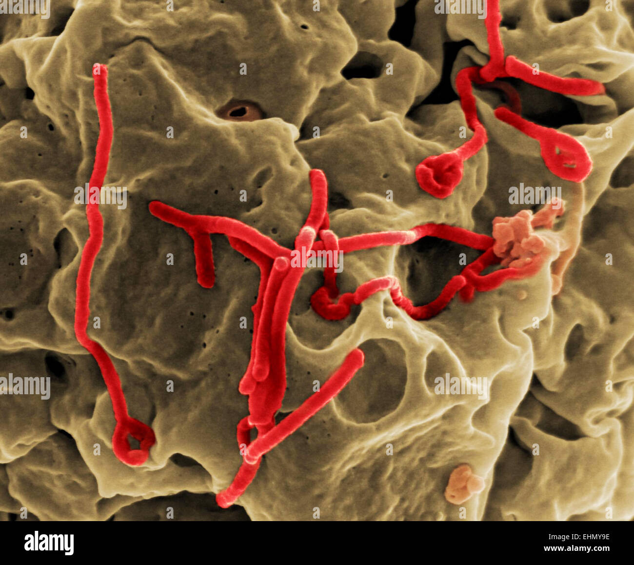 Farbige scanning Electron Schliffbild (SEM) des Ebola-Virus-Partikel (rot). Stockfoto