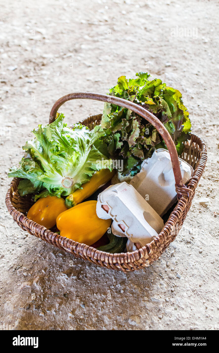 Verkauf von Bio-Gemüse auf dem Bauernhof, Charente, Frankreich. Stockfoto