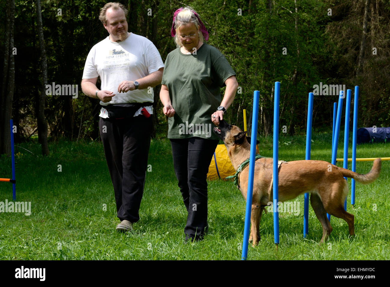 Therapiehund in Aktion Stockfoto
