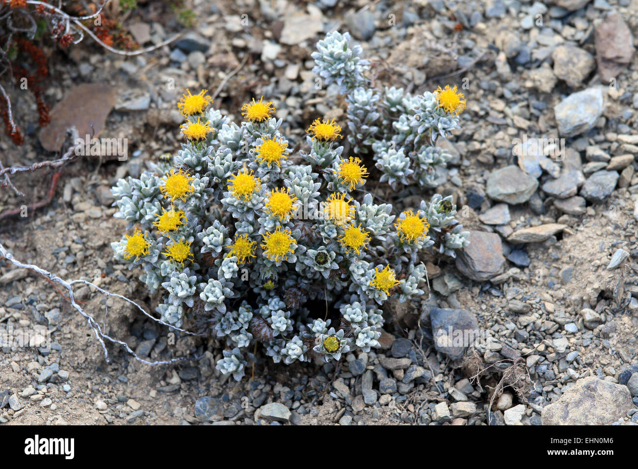 Kleine saftige Pflanze mit gelben Blüten in den Bergen von Patagonien, Argentinien. Stockfoto