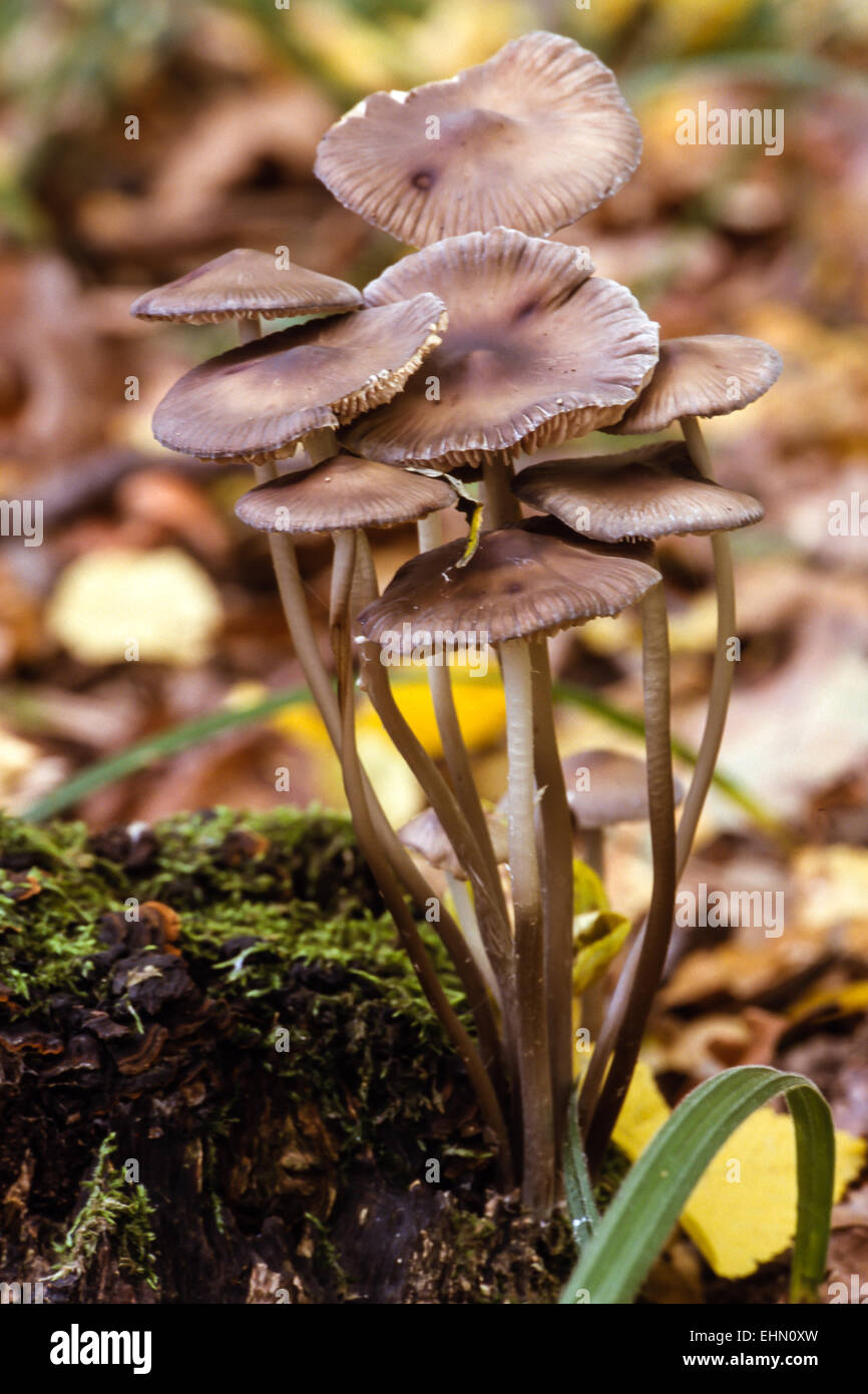 Geriffelte Motorhaube Stockfoto