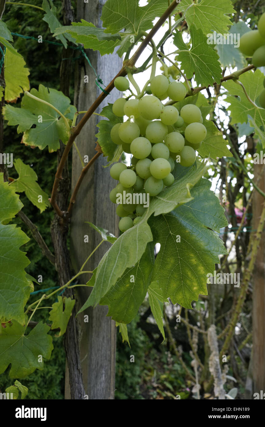 Trauben am Rebstock Stockfoto