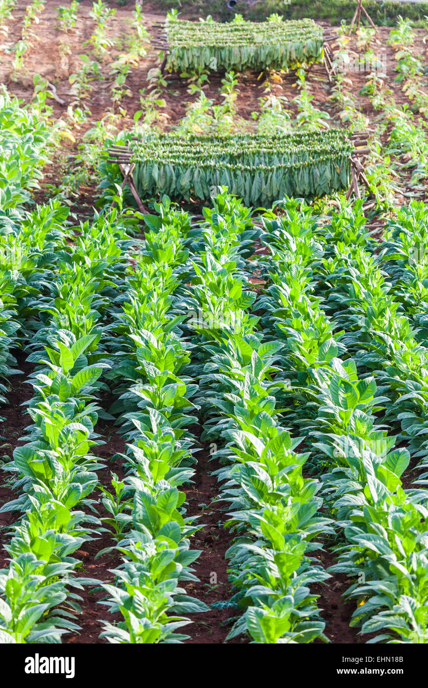 Tabakpflanzen, Viñales, Kuba. Stockfoto