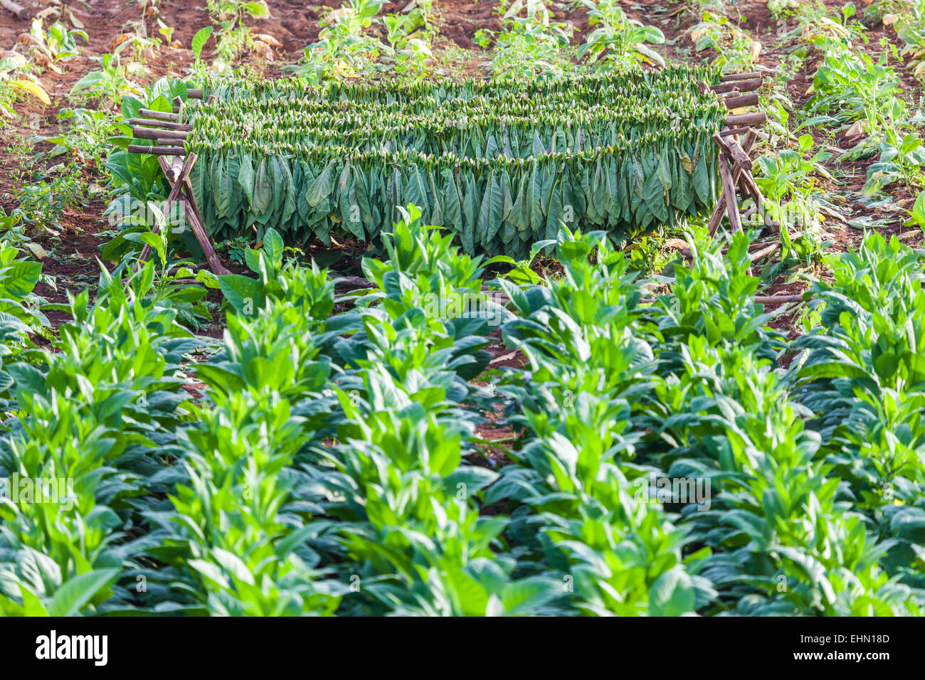 Tabakpflanzen, Viñales, Kuba. Stockfoto