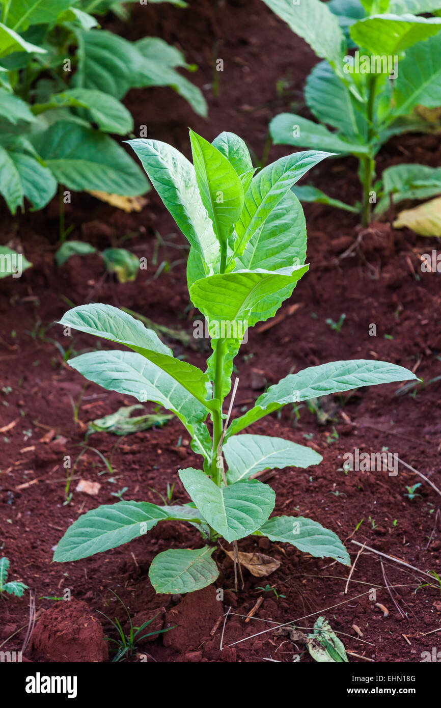 Tabakpflanzen, Viñales, Kuba. Stockfoto