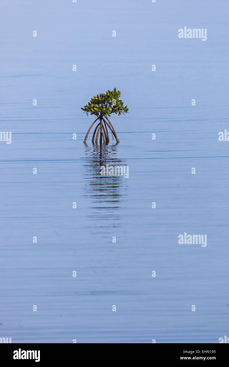 Pflanze der roten Mangrove, Kuba. Stockfoto