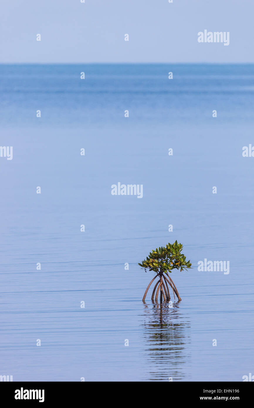 Pflanze der roten Mangrove, Kuba. Stockfoto